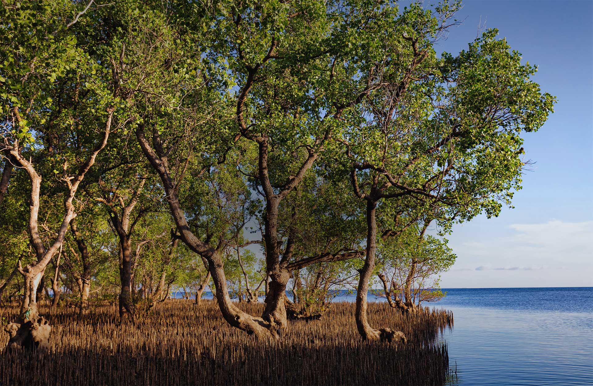 Kiemplant van een mangrove in een mangrove bos