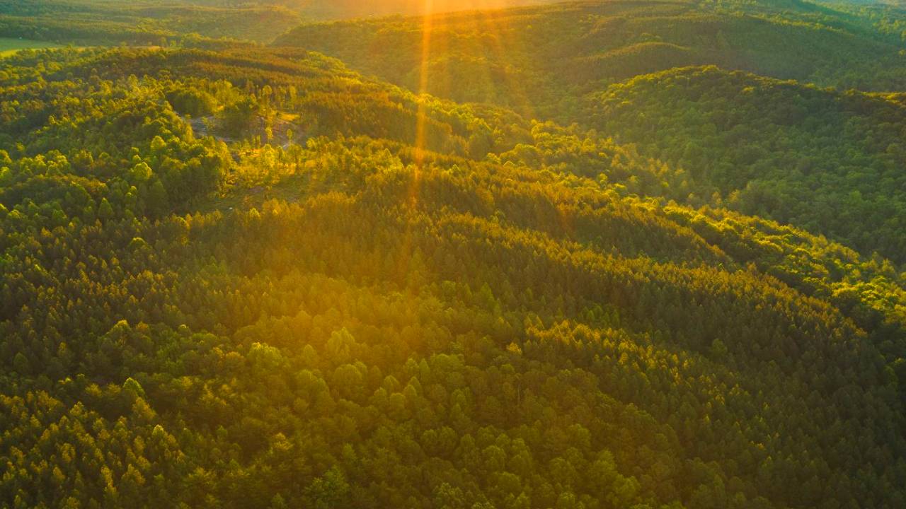 Thriving rainforest from a drone perspective during sunset