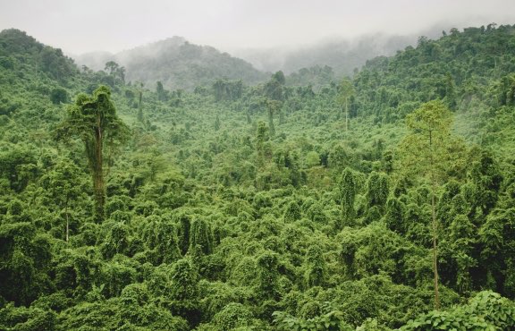 Conservation of Amazonian rainforest in Brazil