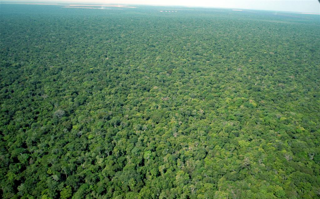Areal photo of protected amazonian rainforest located at the Rio Capim Complex