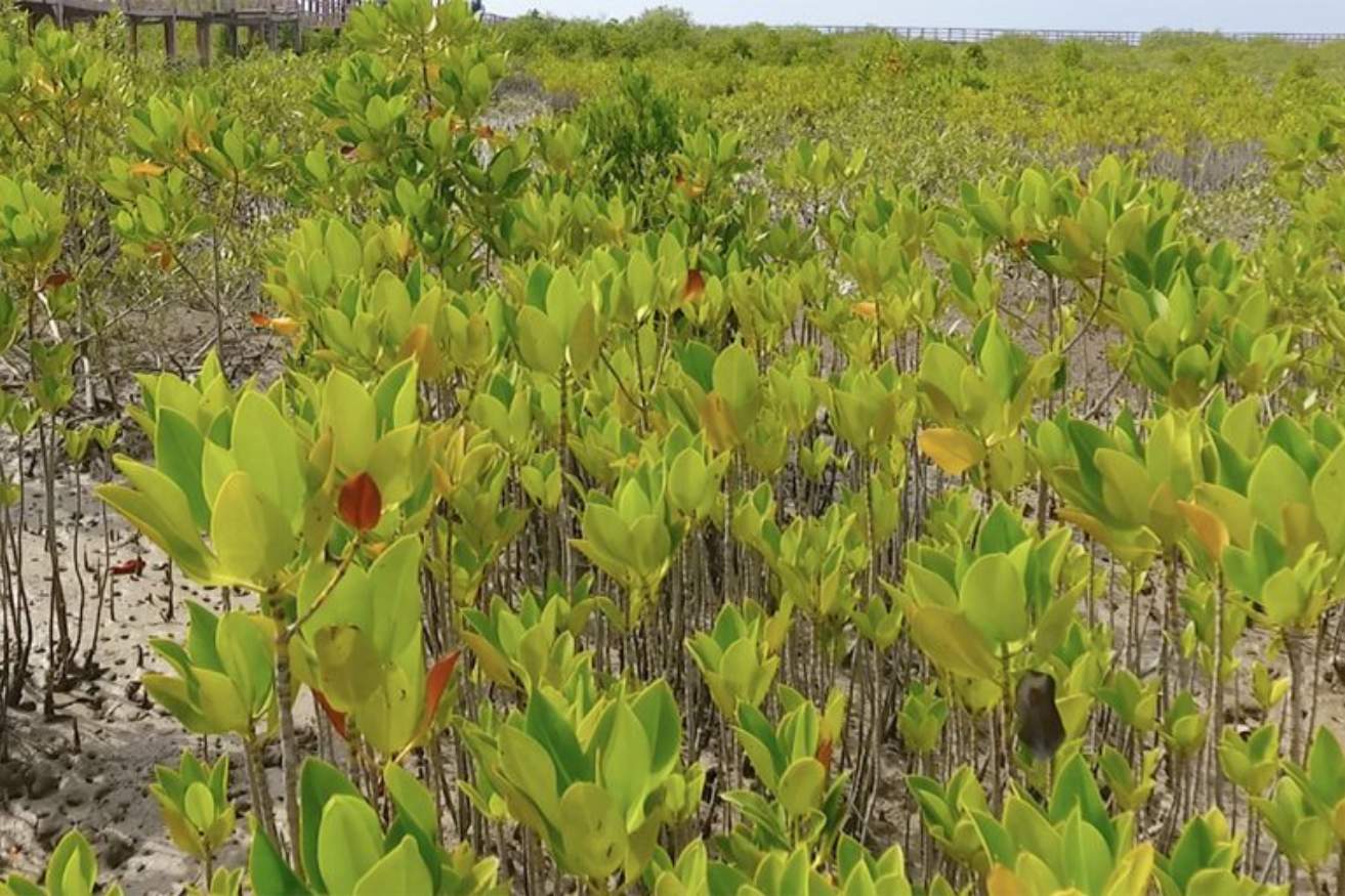Close up picture of mangrove trees on the planting site