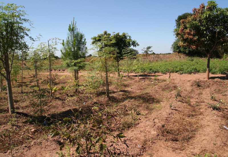 Tree plantation site in Zambia