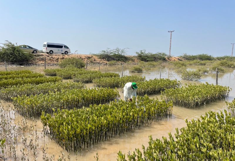 Mangrove in planting site Pakistan