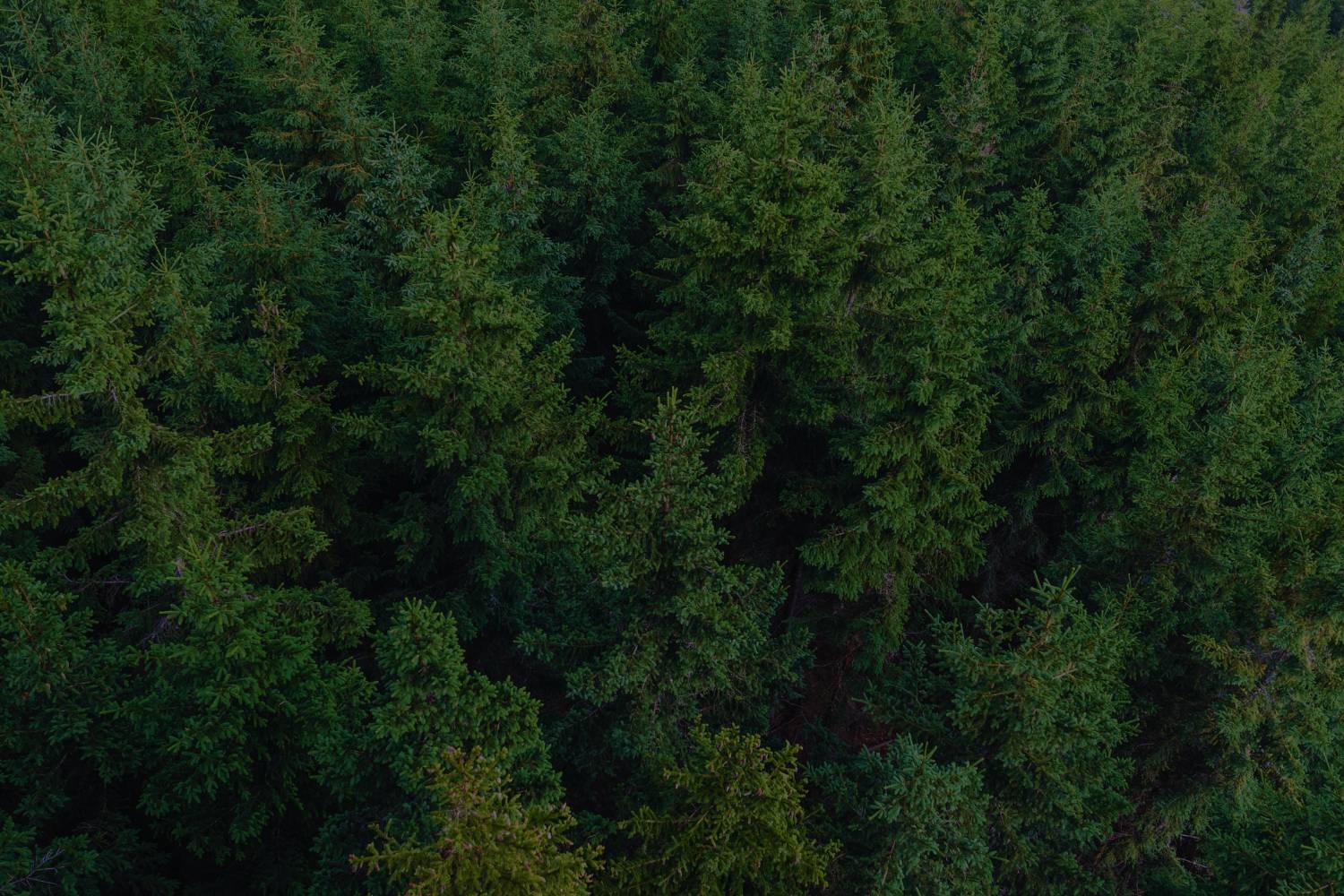 aerial picture of trees offsetting carbon