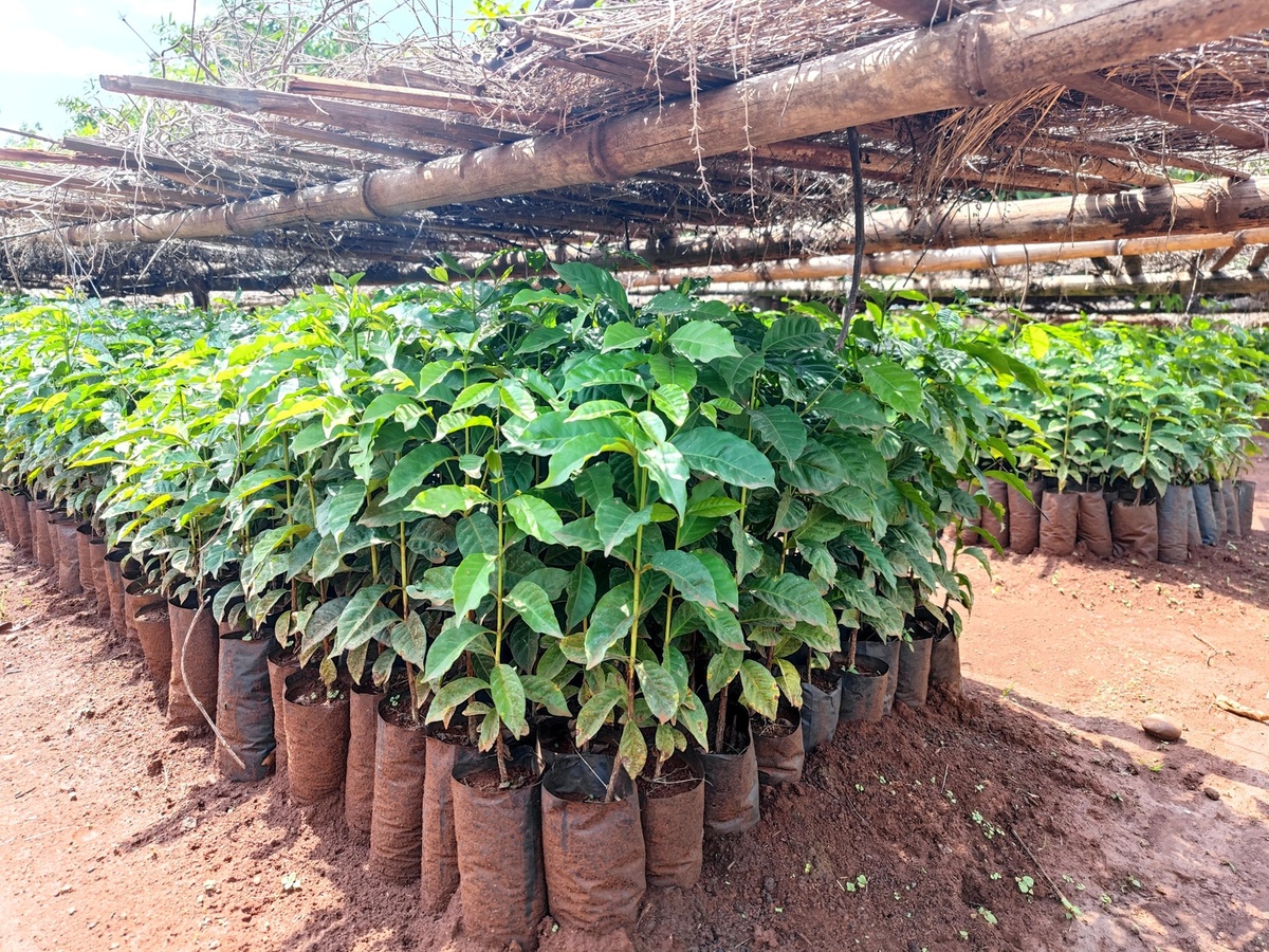 small trees in tree nursery ready to plant