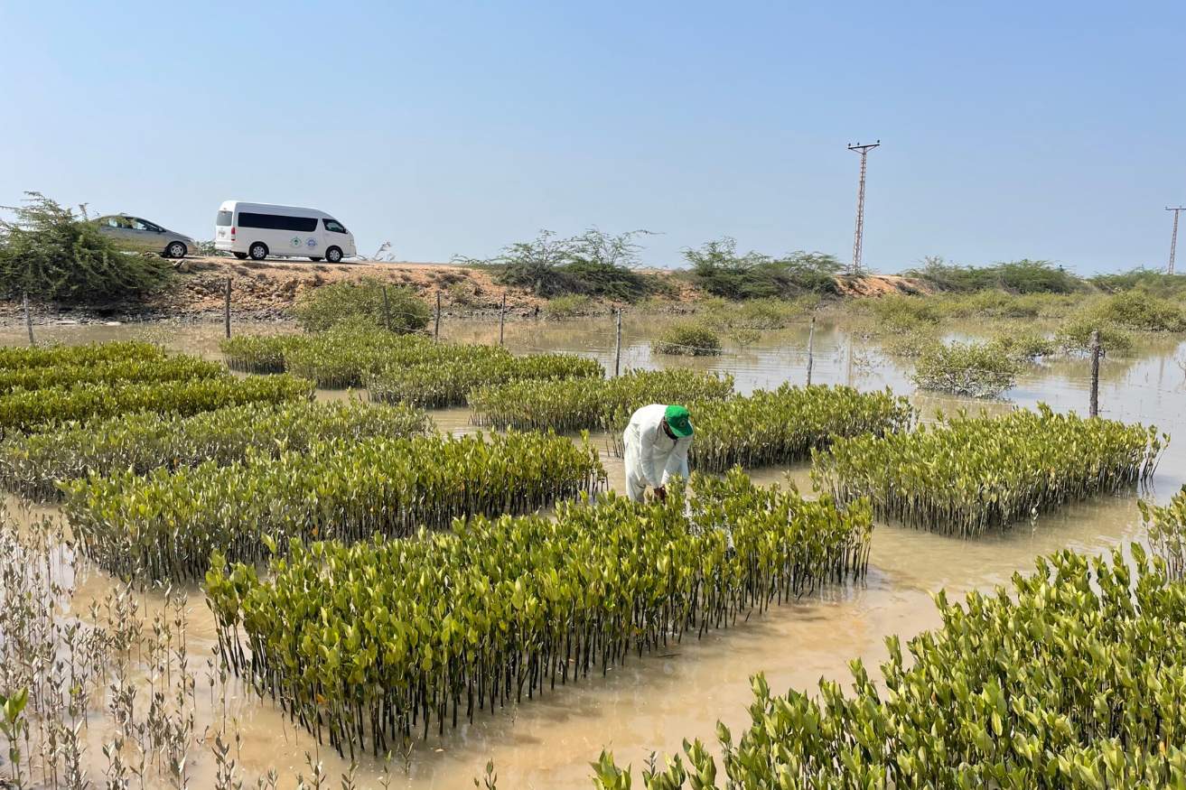Worker planting mangroves at project site