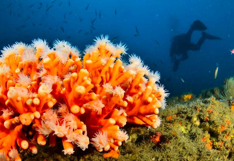 Big orange coral in the sea