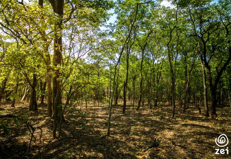 Beschermd bosgebied in boomplant locatie Zambia