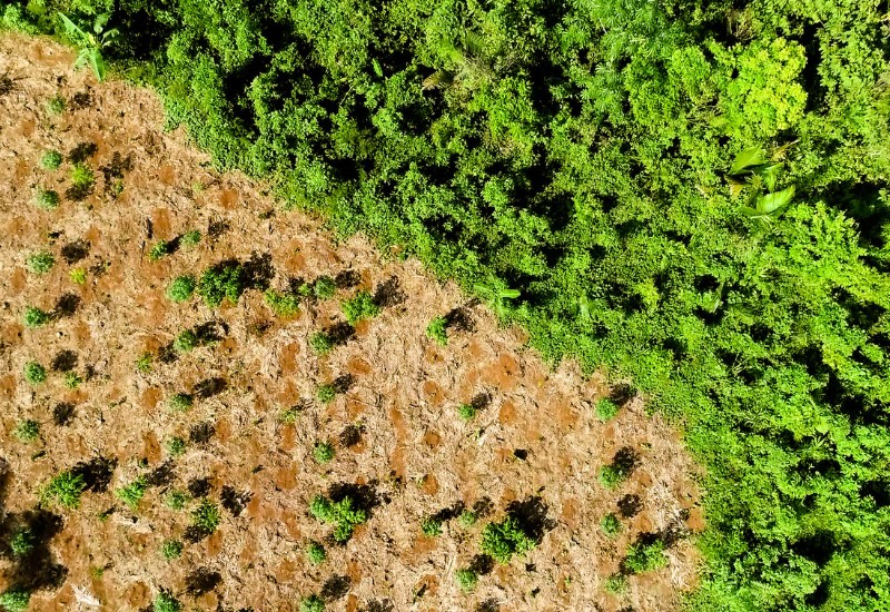 Aerial photo of tree planting location