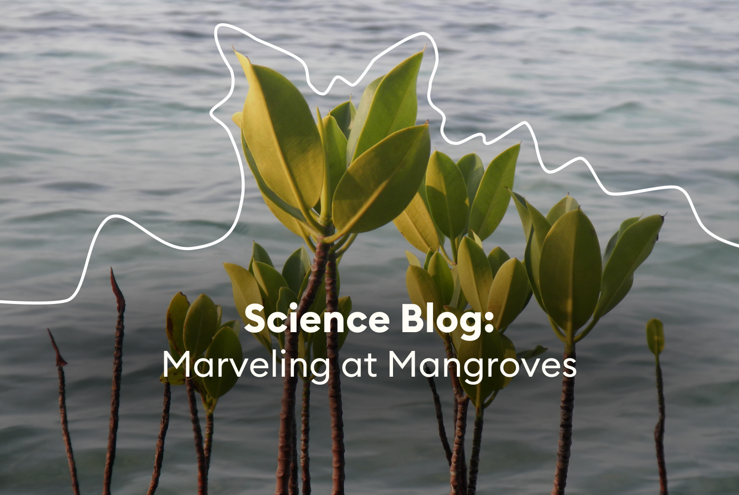Mangroves seedlings growing in river in Afrika