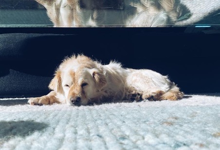 labrador puppy sleeping on carpet
