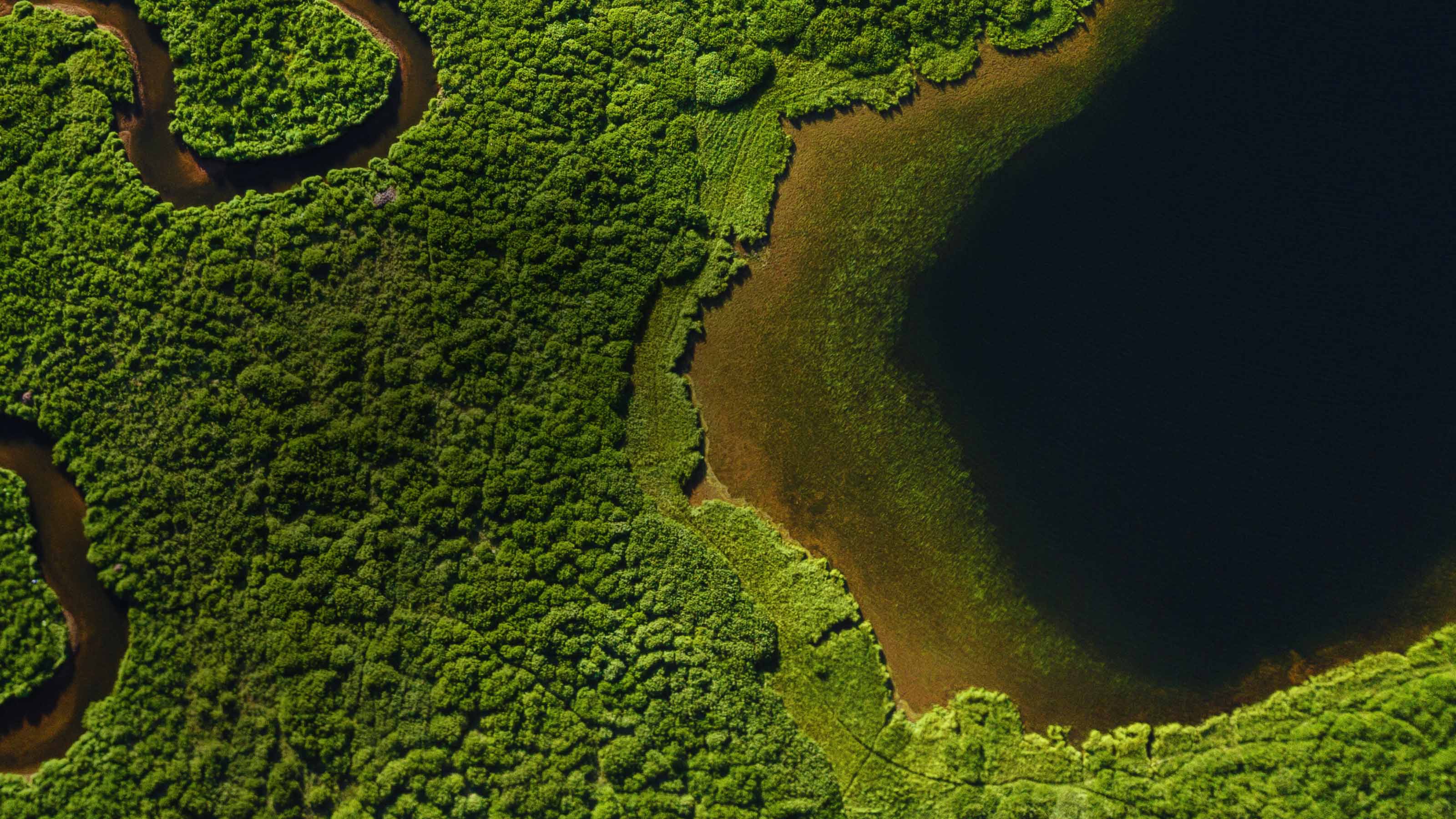 an overhead shot of a mangrove forest with small river and lake
